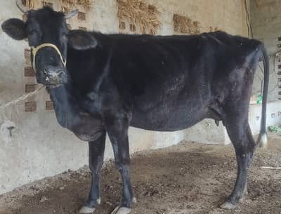 jersey cow  03017737409 Whatsapp