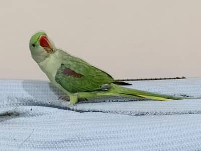 Raw Parrot female for sale