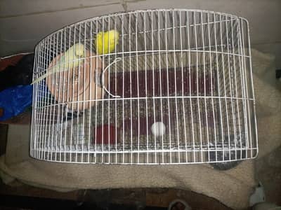 breeder budgies pair for sale with cage