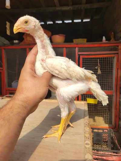 shamo chicks/ white shamo/white shamo chicks