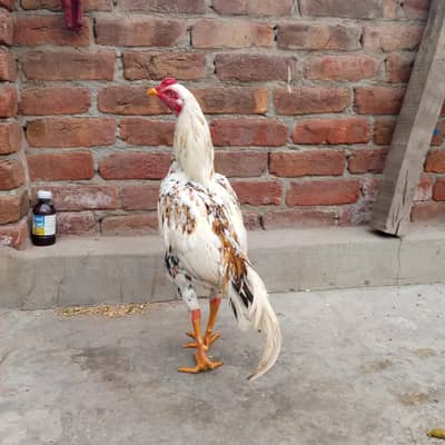 mian wali aseel male