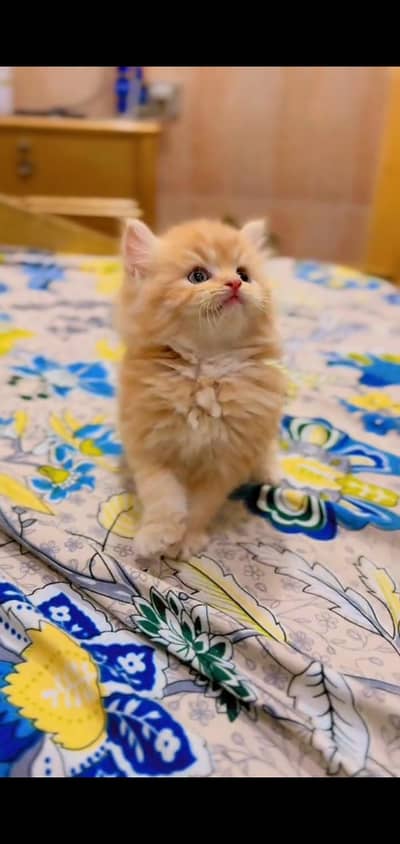 pure persian cats vaccinated triple coated WhatsApp 03317823482