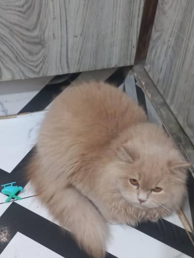 cat for sale bahria town lhr