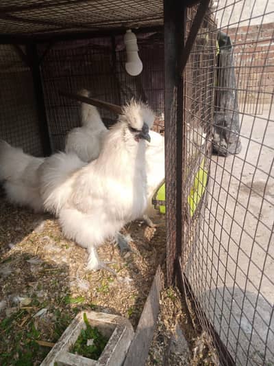silkie chicken male and female ready to lay eggs chicks 03008076142