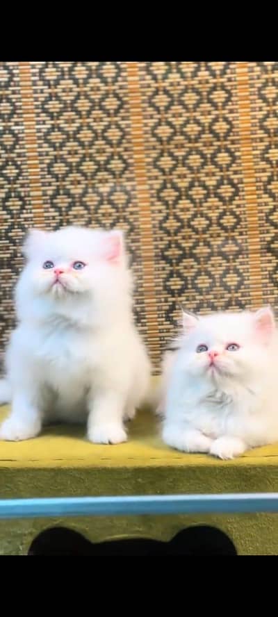 pure persian cats vaccinated triple coated WhatsApp 03317823482