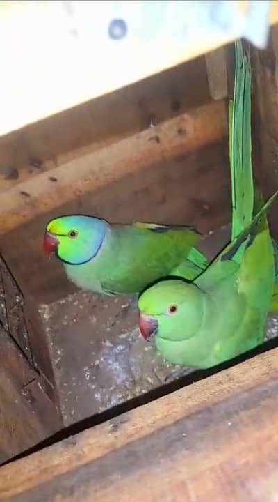 Full healthy active pair nail tail fly everything ok