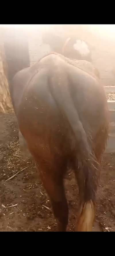 Buffalo Black high weight