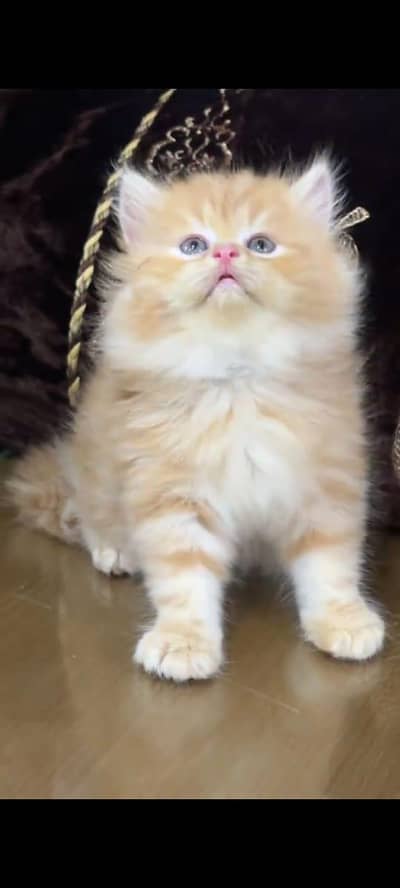 pure persian cats vaccinated triple coated WhatsApp 03317823482