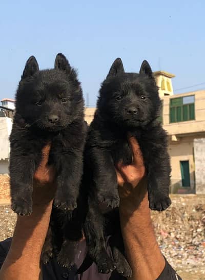 black German Shepherd long coat pair for sale