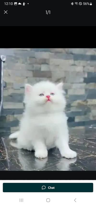 Persian cat for sale male or female my WhatsApp number 0329=75=52=620