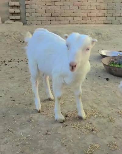 Gulabi Taidi female for sale