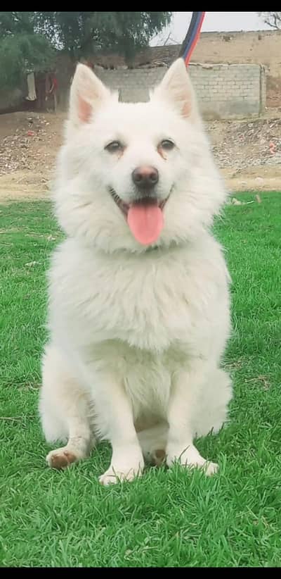 Russian male age 12 month for sale
