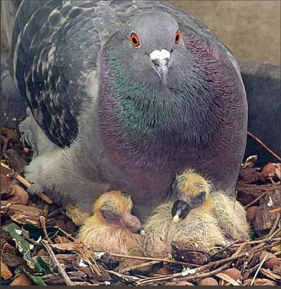 Baby pigeons needed 1 or 2 weeks old