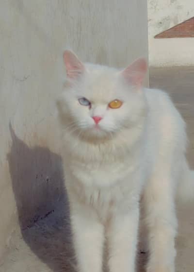 Persian Cat