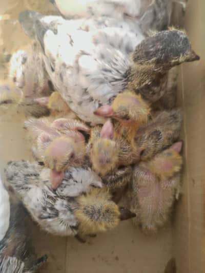 20 sy 30 din ky choty bachey available ha