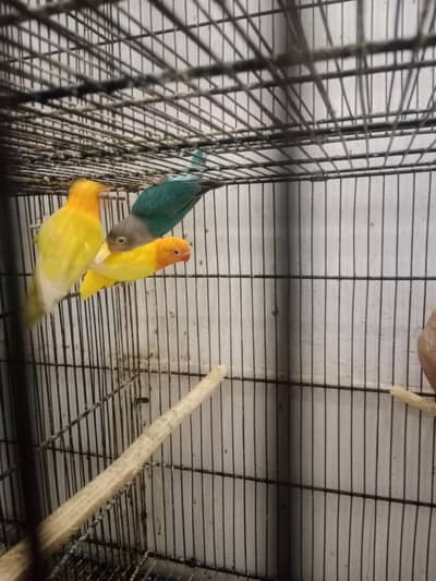 love birds and java breader pairs for sale