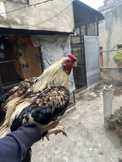 Parrot beak long tail Aseel For sale breeder