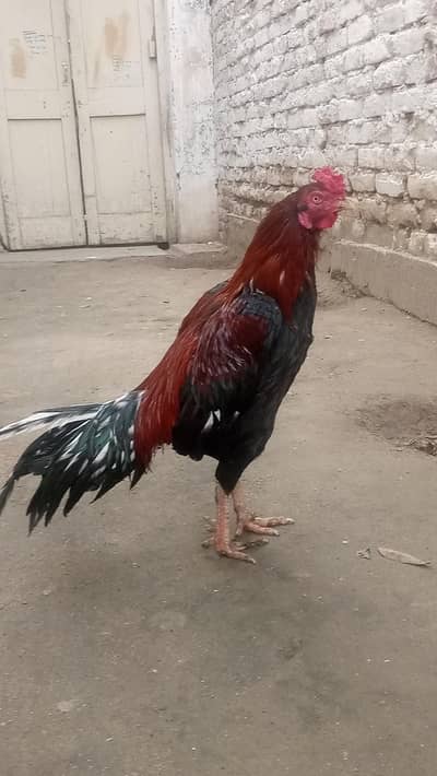 aseel pair and chenni female miawali patha available!!