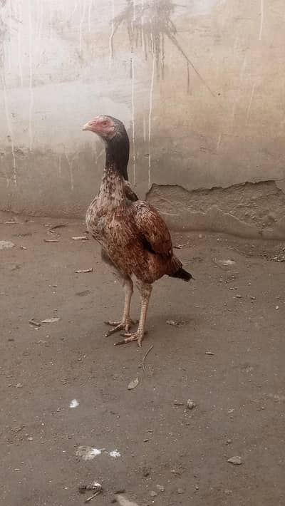 aseel breeder females and miawali patha available!!