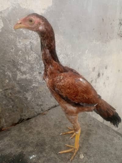 aseel breeder females and miawali patha available!!