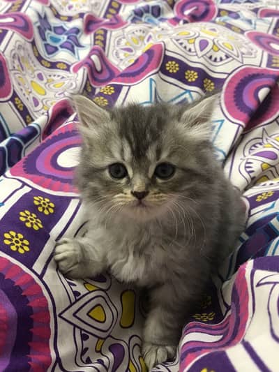 Grey Himaliyan Triple Coated Perisan Kitten