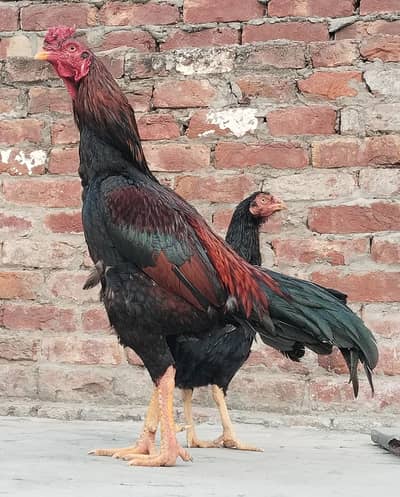 Aseel Murgha & Murghi