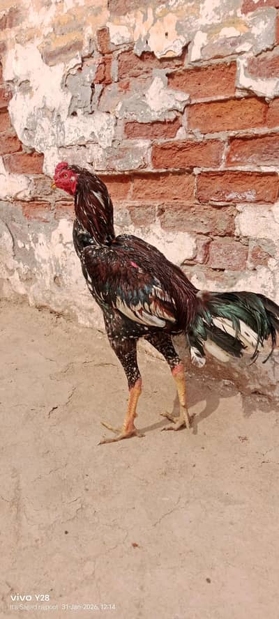 achi nasal Kai janwar hain