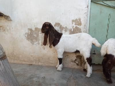 2 Bakra for sale age 4 month