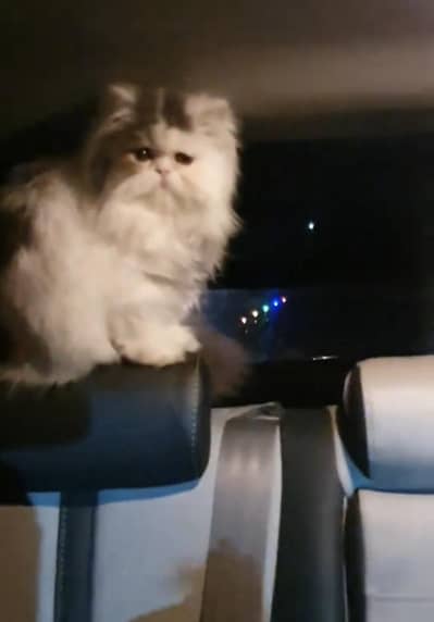 pure puch face male vaccine lgi hy cfa blood line