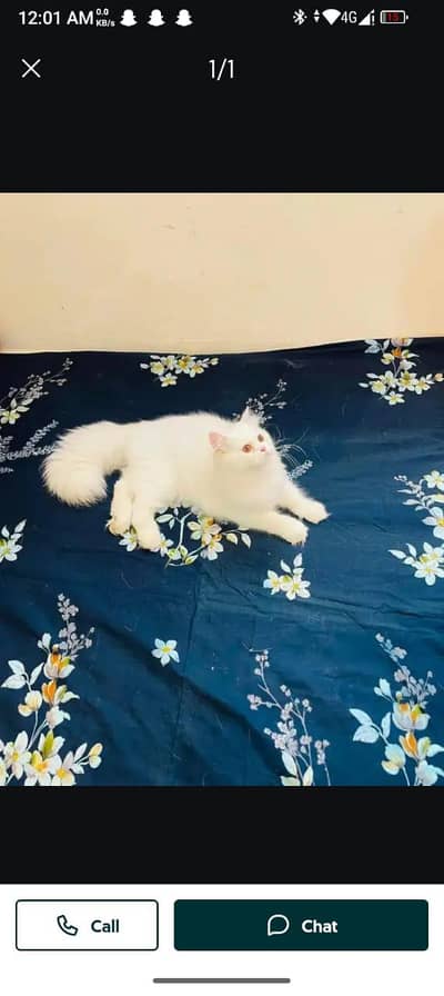 Persian cat for sale my WhatsApp number  0324-12-95-120