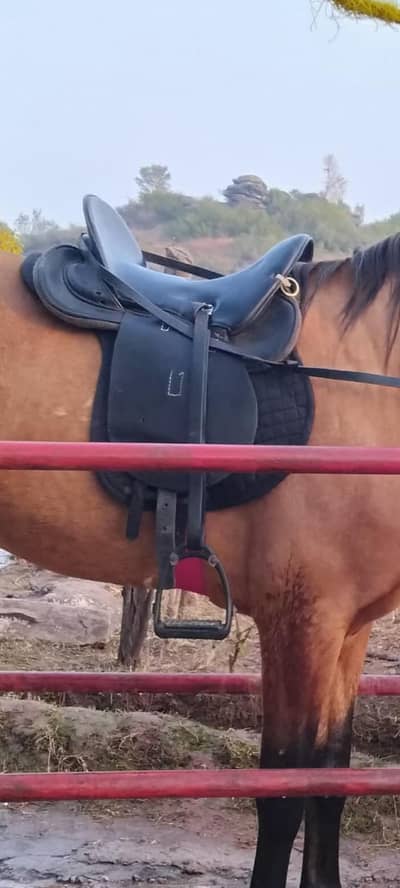 horse saddle