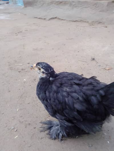 Heavy buff black   age 3  month  fresh cicks PR pice 2100 ha