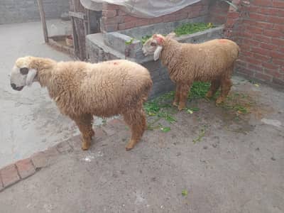 jodi for sale 98000 only