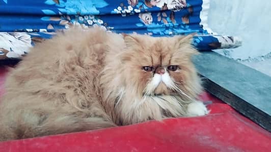 Peki face pure breed male cfa register father 