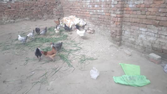 golden ande wali hens