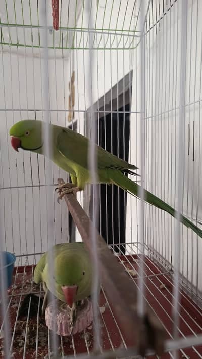 Raw Parrots Pair With Pinjra For Sale - Urgent Lahore Based