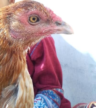 Pure Aseel Thai murgi ak tang se langri ha or 6 eggs free