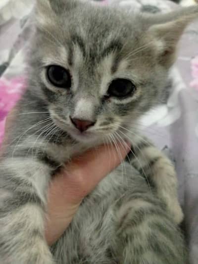 persian single coat male kitten