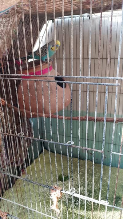 bajri parrot  ka pairha,,,pinjre k sath,female andey b de Rahi ha