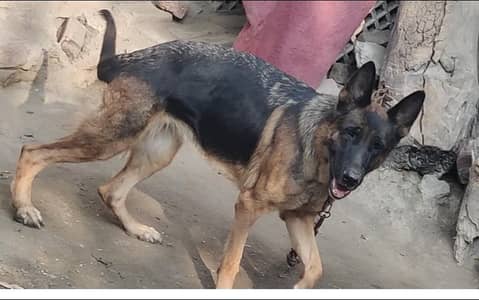 German shepherd female