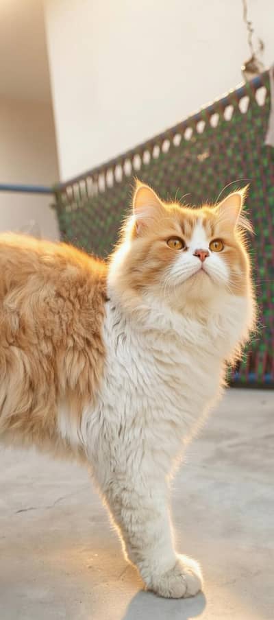Persian cat | dubble coated cat for sale
