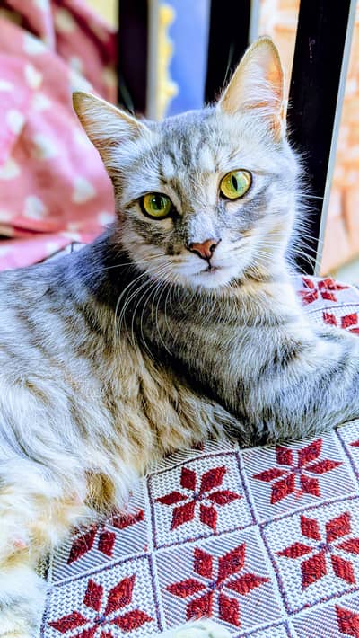 Mother cat with 2 kitten