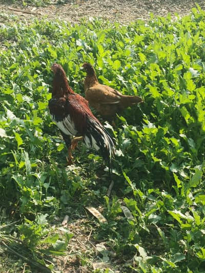 mianwali aseel for sale