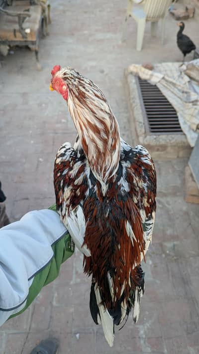 Aseel patha high quality 0300.761-761_5