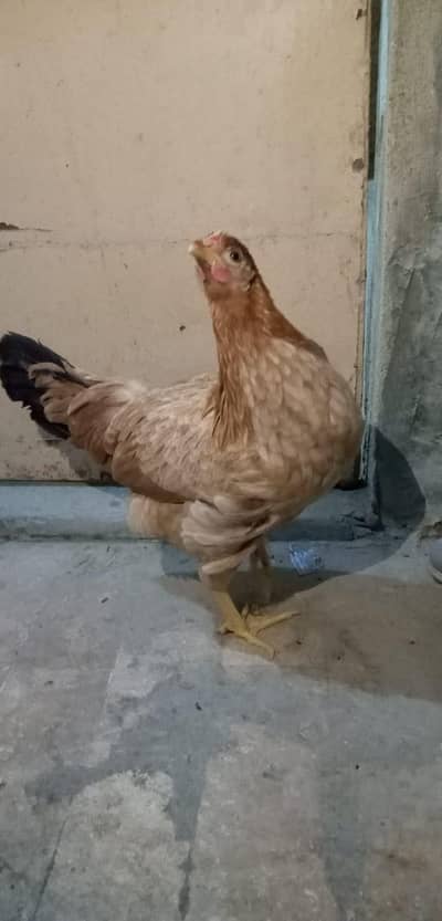 Desi murghi for sale - Home grown