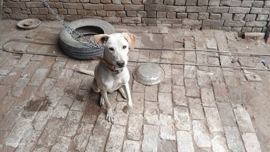 pointer lab cross dog 6 month age full active male
