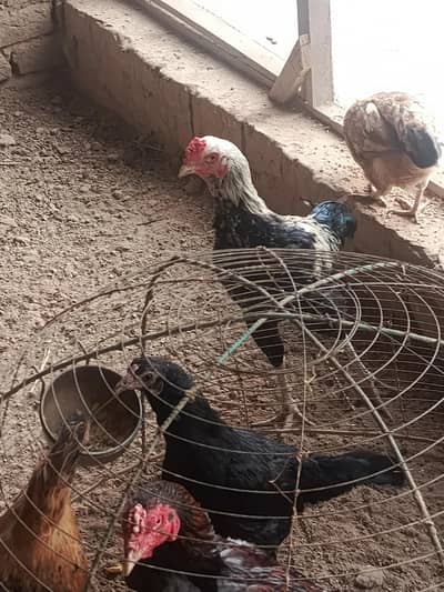 healthy and beautiful