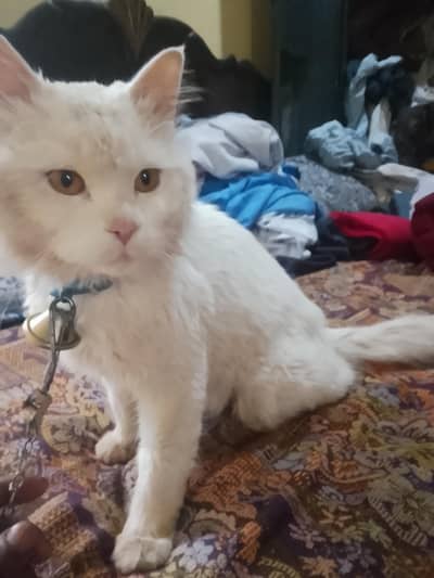 Persian Cat for sale
