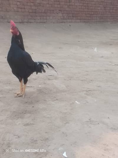 black beauty aseel bengum pair