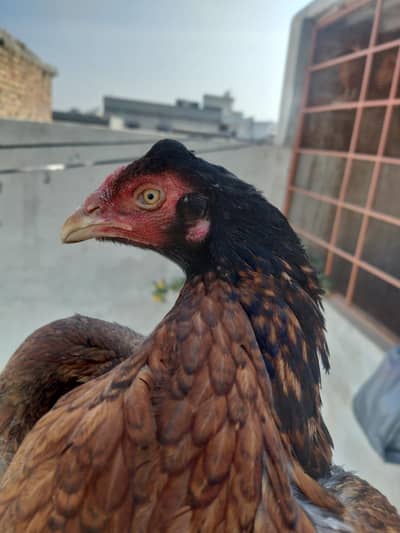 Aseel Hen Sale Exchange
